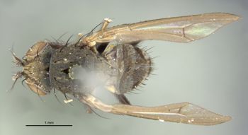 Media type: image;   Entomology 11131 Aspect: habitus dorsal view